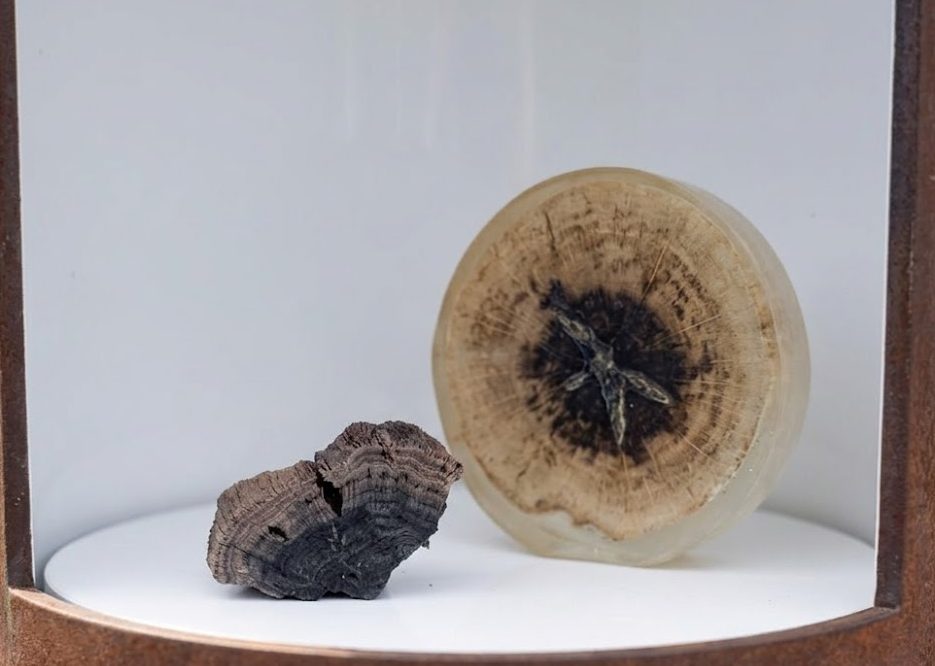 Dunkles, zerfasertes Holzst&uuml;ck und eine konservierte Holzscheibe mit Jahrringen
